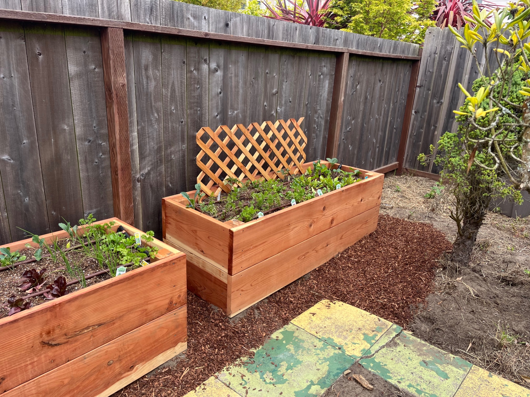 Edible Landscaping