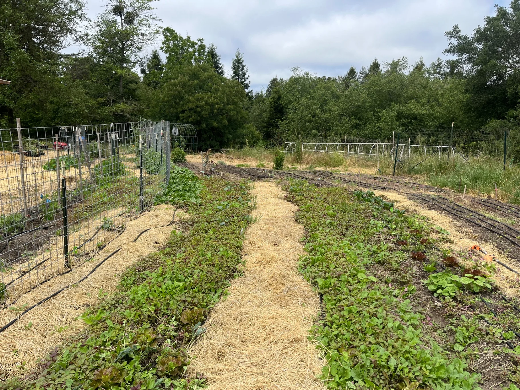 Sheet Mulching